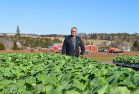Brookfield Gardens owner Gerald Dykerman stands with his cabbage and broccoli transplants. - Alison Jenkins