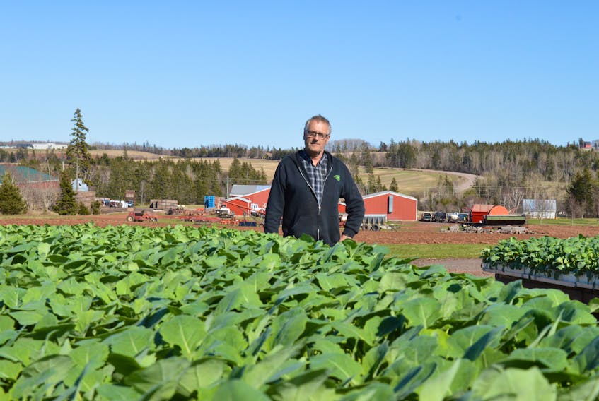 Brookfield Gardens owner Gerald Dykerman stands with his cabbage and broccoli transplants. - Alison Jenkins