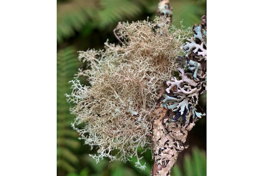 Following a public campaign and an online and mail-in vote conducted by Nature P.E.I., the frayed ramalina (ramalina roesleri) is the winner in a poll to determine a lichen emblem for Prince Edward Island.