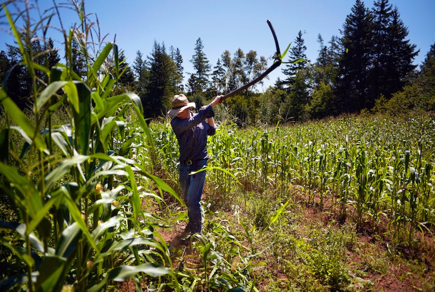 Thomas Whalen, a farm worker at Orwell Historic Village, uses a scythe to harvest corn at the interpretive site.