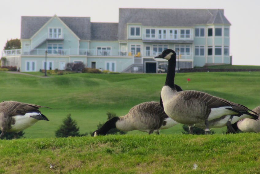 Canada geese at Glasgow Hills golf course, P.E.I.