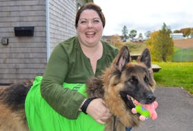 Jennifer Harkness, development and communications manager with the P.E.I. Humane Society, says Quincy, a 110-pound, seven-year-old king German shepherd, who loves his squeaky toys, is up for adoption and is looking for a special home. Details are available at www.peihumanesociety.com.