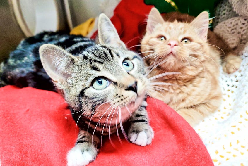 Lester and Bibbs make up a cute three-month-old kitten duo who bonded in the shelter as orphans. - Emma Mae Turner/Special to The Guardian
