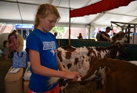 Elwyn Smuthurst, 11, of Nova Scotia brushes out the tail of her calf, which she'll be entering in competition during Old Home Week. Michael Robar/The Guardian