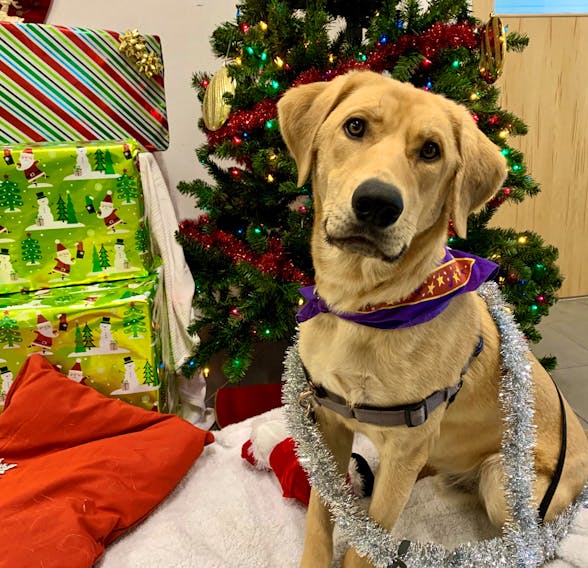 The first animal to be profiled in the 2019 edition of the 12 Strays of Christmas is Baxter. This intelligent one-year-old Labrador retriever loves to play. - Emma Turner/Special to The Guardian