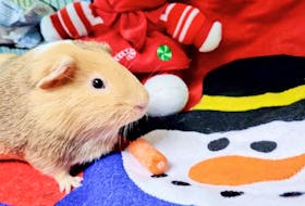 Marvin is a chummy one-year-old American Guinea Pig with brown, white and black fur patches.