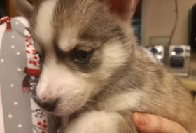 A husky puppy nuzzles up to the camera at the P.E.I. Humane Society. It was one of 17 puppies seized from a P.E.I. dog breeder on Nov. 24. Jennifer Harkness/Special to the Guardian.