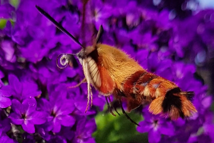 Kerry Smith who lives on St. Peters Road in Charlottetown was sitting on his deck this summer when he photographed a hummingbird moth as it hovered over his flowers.