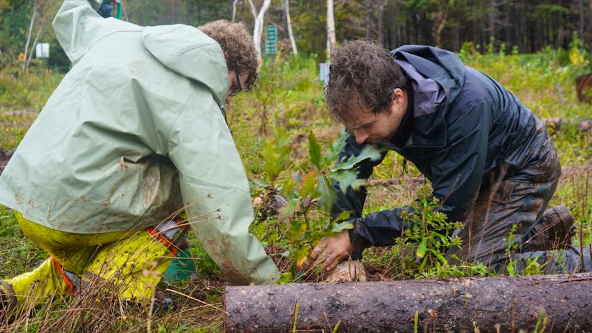 P.E.I. National Park's Travis James, left, and Louis Charron plant a tree at Cavendish Campground on Oct. 14.