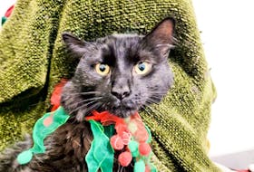 Waylon is a friendly three-year-old male cat with gorgeous medium black hair. Emma Mae Turner/Special to The Guardian