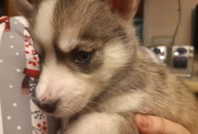 A husky puppy nuzzles up to the camera at the P.E.I. Humane Society. It was one of 17 puppies from a P.E.I. dog breeder on Nov. 24. Jennifer Harkness/Special to The Guardian