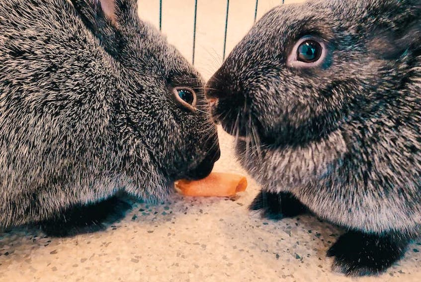 Meet five-month-old rabbits Lily and Luna*. This dynamic duo is a Champagne D'Argent rabbit breed who have silver through their dark fur and can grow to be nine to 12 pounds. Jennifer Harkness/Special to The Guardian
