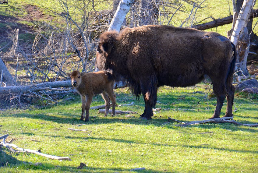 A calf and mother are shown at Buffaloland Park in Milltown Cross early Wednesday morning.