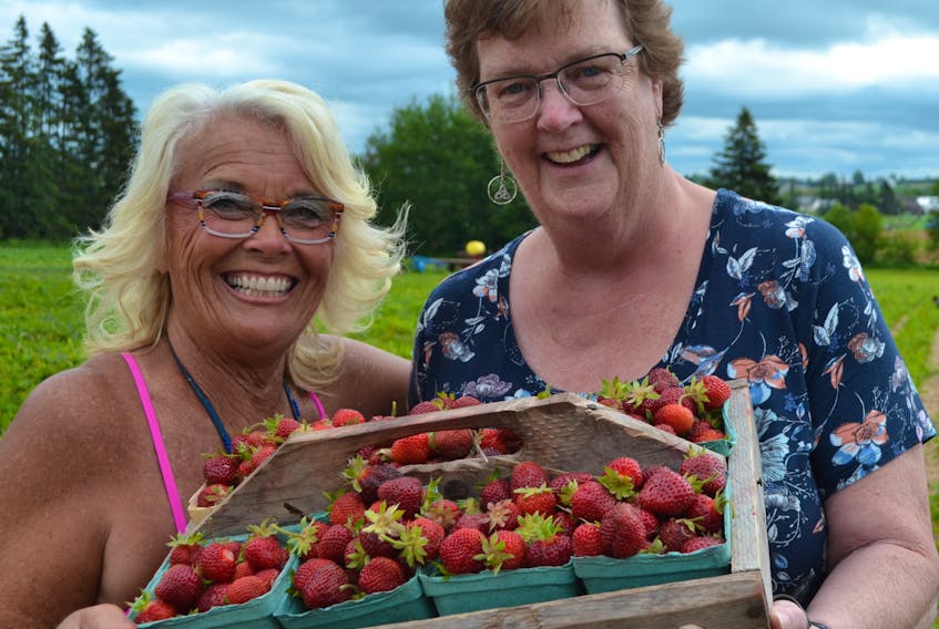 Mary Hughes, right, buys a crate of strawberries from Dianne Balderston in Stratford. She plans to make jam for her daughter and then return later to buy more berries for herself.