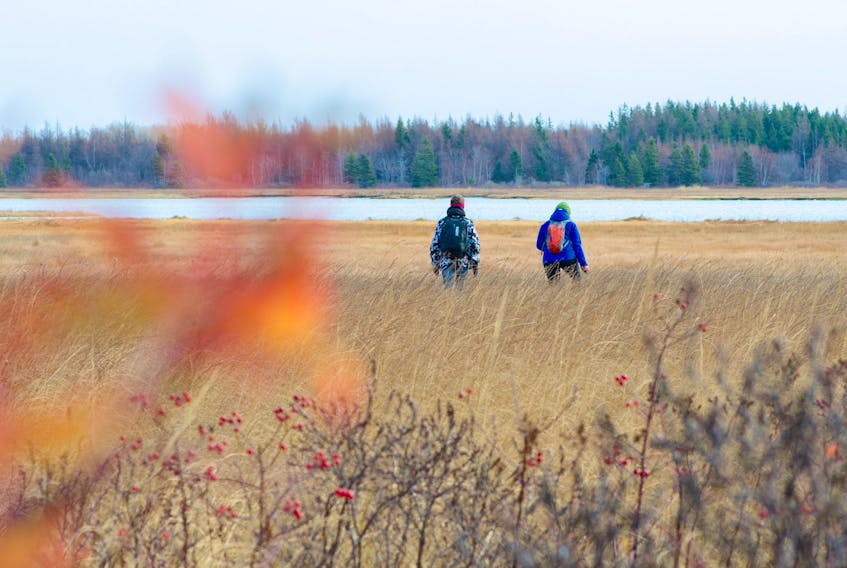 A pair walks through the salt marsh in Abram-Village. On Friday the Nature Conservancy of Canada announced it has expanded its nature reserve in Abram-Village by 10 hectares (24 acres), providing greater protection for one of the Island’s largest remaining salt marshes. Photo by Sean Landsman