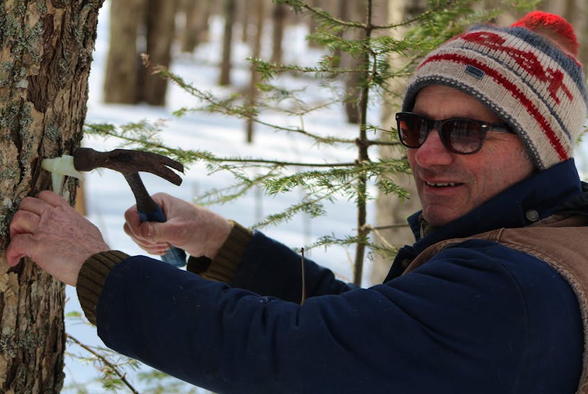 Kevin Laughlin taps a tree to collect its maple syrup during the Winter Woodlot Tour in North Wiltshire on Feb. 22.
