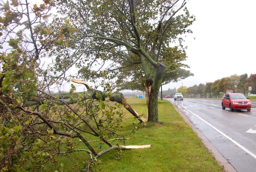 Post-tropical storm Teddy was rather tame for a good part of Wednesday but did manage to split this tree along Belvedere Avenue in Charlottetown.