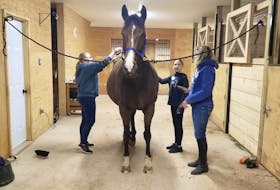 From left, Tianna-May Purdy, Addison Canfield and Alison Lecky take care of Lucy during a Let’s Talk Horses session at Bracken Hill Stable, a 22-acre horse-breeding farm overlooking Malpeque Bay.