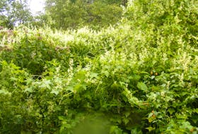 The Cascumpec Bay Watershed Association is tackling invasive wild cucumber vines near the Huntley River.
