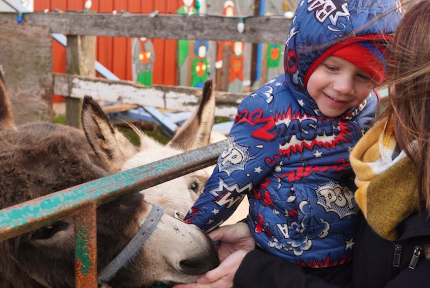 Jake Kislingbury, 3, feeds a donkey recently at the Jenkins' farmhouse in Canoe Cove. Jake was diagnosed with a rare cancer that left him blind in May.
