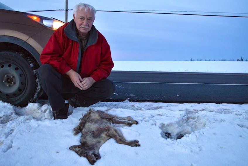 Ron Rayner crouches next to the dead coyote he found in the road in Middleton. When he moved the animal away from traffic he notices what he thought was mange. He was right.