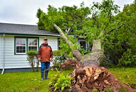 Four trees toppled on Bernie Cameron's property, located on Coronation Street in Summerside, during post-tropical storm Dorian.