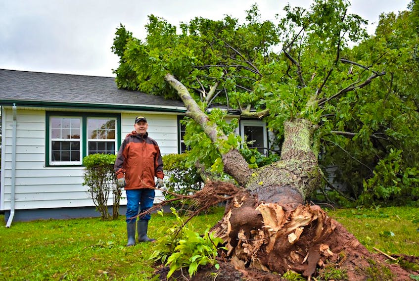 Four trees toppled on Bernie Cameron's property, located on Coronation Street in Summerside, during post-tropical storm Dorian.