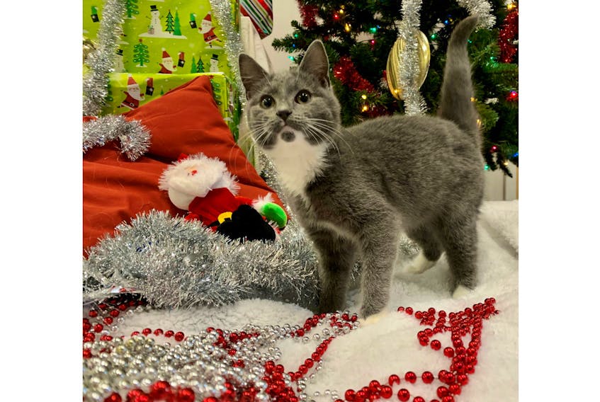 The 11th animal to be profiled in the 2019 edition of the 12 Strays of Christmas is Maurice. - Emma Turner/Special to The Guardian
