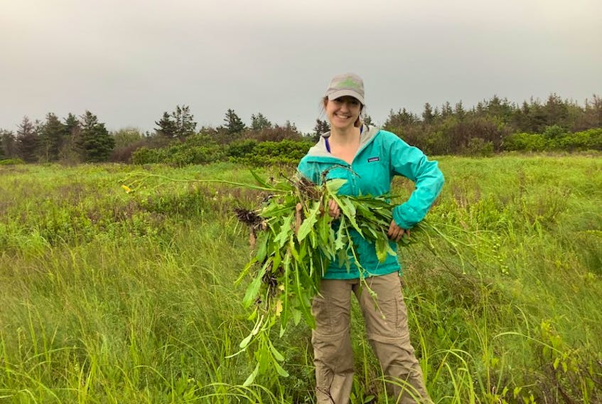 Hannah Kienzle, P.E.I. conservation assistant with the Nature Conservancy of Canada, shown here holding sow-thistle, said the invasive plant takes up valuable space and ground cover that can crowd out native plants if left unchecked. Contributed.