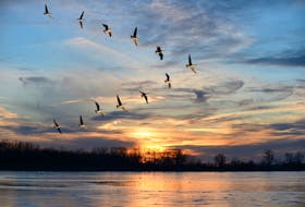 It is believed that the geese in the back of the birds' V formation constantly honk to keep the flock together and encourage those up front to keep up their hard work and speed.