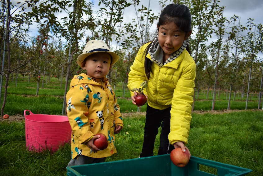 Eric and Vera Qiao put apples in their bin at the Mount Continuing Care Community’s orchard on Sunday. Their family volunteered through the P.E.I. Association for Newcomers to Canada to help the P.E.I. Food Exchange and Fusion Charlottetown.