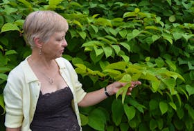 Charlottetown resident Barbara Dylla says the Japanese knotweed appears, at first glance, to be a nice plant, but it is anything but.