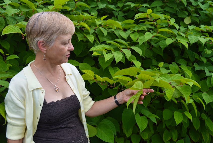 Charlottetown resident Barbara Dylla says the Japanese knotweed appears, at first glance, to be a nice plant, but it is anything but.