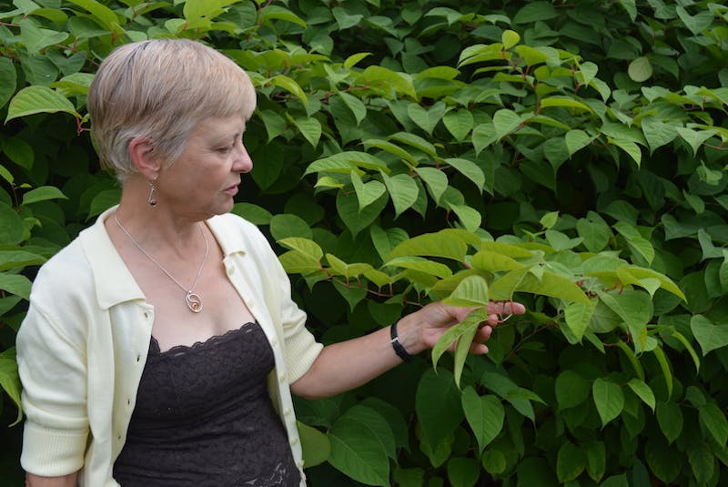 Residents like Barbara Dylla of Charlottetown say the Japanese knotweed appears at first glance to be a nice plant, but it is anything but. - Dave Stewart