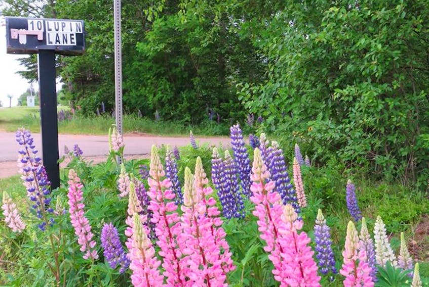 What came first, the lane or the lupins?

What a lovely address – Lupin Lane.  These gorgeous early summer flowers seem to be on a bit of lean - perhaps reaching for some Prince Edward Island sunshine.  Michele Lawlor doesn’t venture too far without a camera, and we’re all grateful for that!