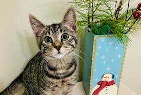 Sarah MacKinnon from Charlottetown, P.E.I. sent this adorable photo of her four-month-old cat, Findlay, who loves being anywhere the Christmas decorations are. Thank you for sharing, Sarah.