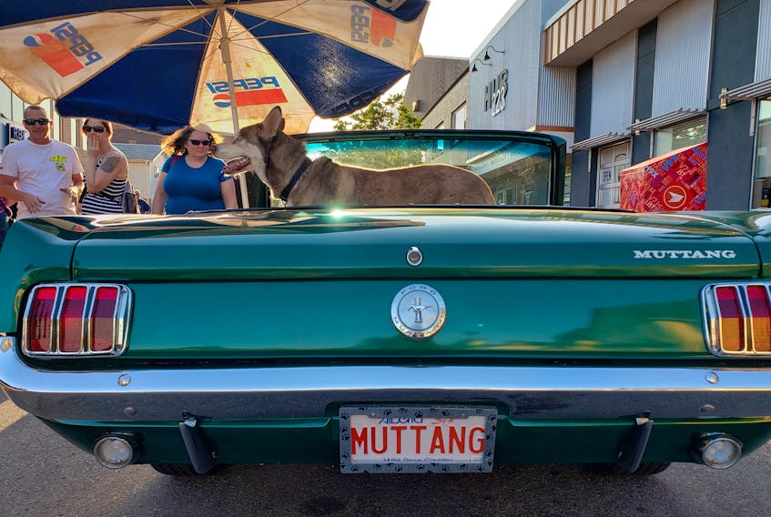 Photo by Fiona Steele
This husky stopped by the recent Michael's Pizzeria Classic Car Nights in downtown Summerside to show off its "Muttang". Fiona Steele/Special to the Journal Pioneer