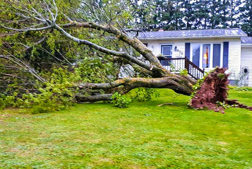Soggy ground and high winds knock down trees across Summerside.