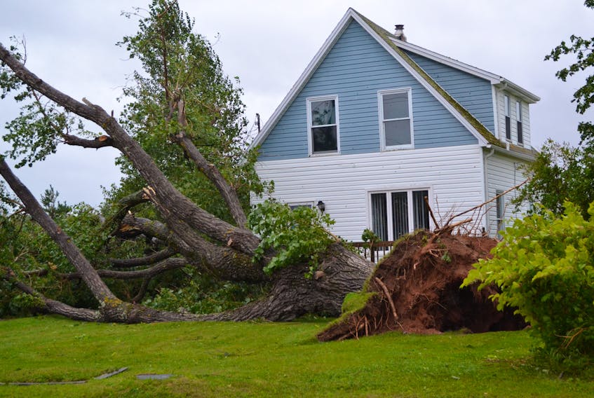 A huge tree narrowly missed a house and deck when it fell in the front yard of a Northport, P.E.I., residence Saturday night.
