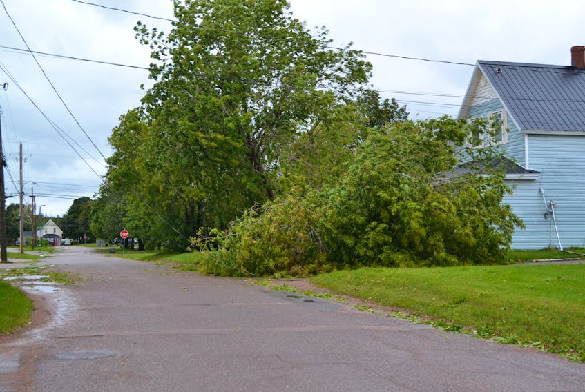 Downed trees, like this one along Central Street in Alberton, that brought down utility lines with them, are causing challenges for electrical utility and internet service provider crews right across Prince Edward Island in the wake of hurricane Dorian.