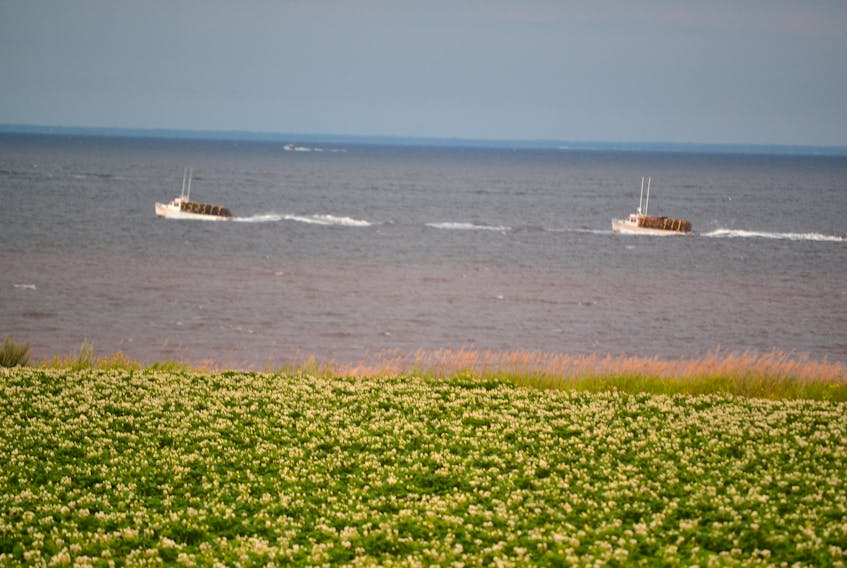 Approximately 20 minutes after the fall lobster fishing season opened, loaded fishing boats from Howard’s Cove were already passing the West Cape coastline Thursday morning en route for West Point and beyond.