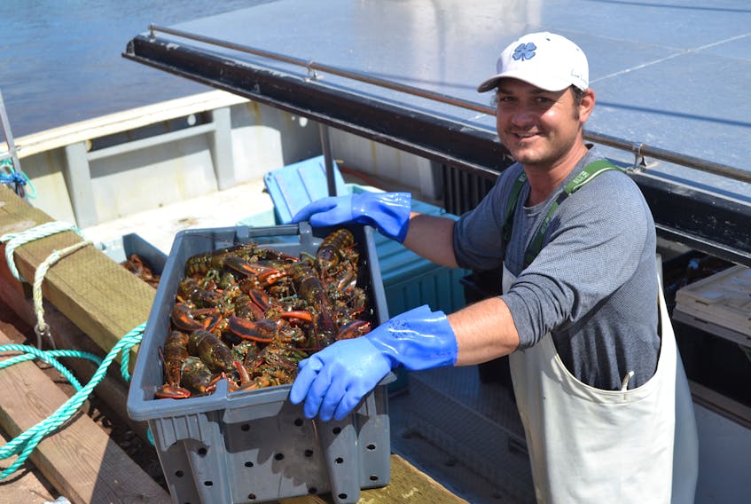 Joseph MacDougall, lifts pans of lobsters onto the West Point wharf for Romey Fraser, captain of Pure Comfort. For most fishermen in Lobster Fishing Area 25, the western half of Northumberland Strait, the fall fishery is off to a good start.