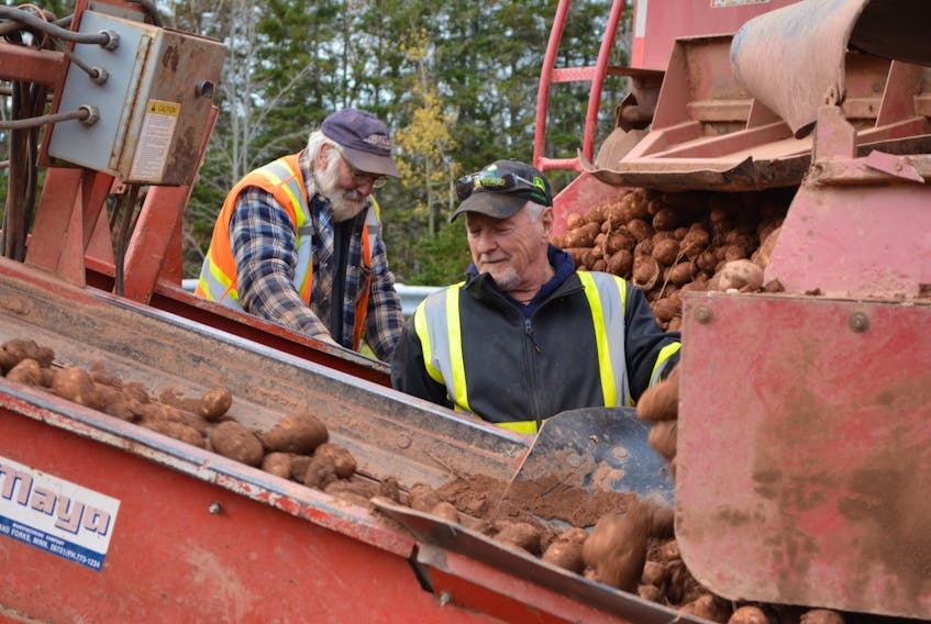Hal Brennan left, and David Albert supervise the transfer of potatoes from truck to bin piler at a W.P. Griffin Inc. warehouse in Elmsdale Monday afternoon. The grower was busy with harvesting, hoping to get as many acres as possible dug before the weather turns wet again on Thursday.