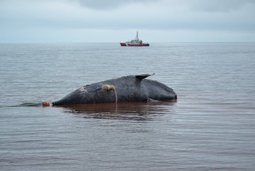 A dead North Atlantic right whale being pulled to shore in Norway, P.E.I. last month so that a necropsy could be performed. Preliminary results suggest the whale died of blunt force trauma consistent with a ship strike. - File photo