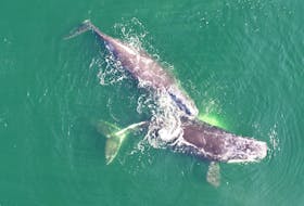 A pair of North Atlantic right whales seen in the Gulf of St. Lawrence in 2019.