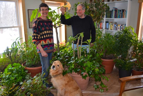 It’s springtime almost all year round in Sabina and Kees Kennema’s Brae-Derby home. The couple and their pet, Stella, sort through a bounty of plants in their living room.
