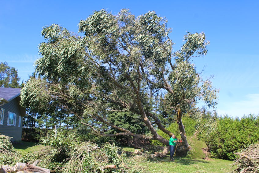 Troy Beck, of Miscouche, worked Wednesday to take down a huge tree that fell on his property during hurricane Dorian Saturday night. Days since the storm the cleanup continues.