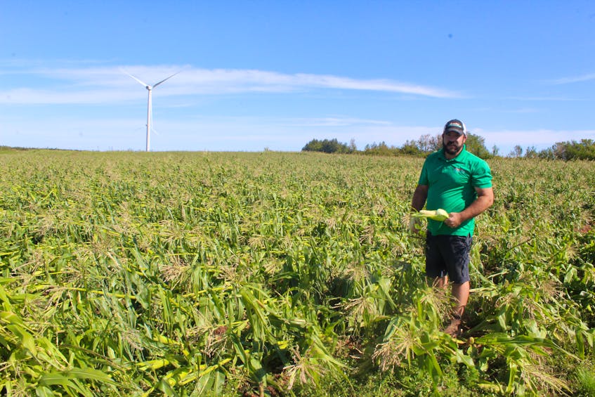 Matt Compton of Summerside’s Compton’s Very Berry Patch and Vegetable Stand stands amid his flattened sweet corn crop. The plants are still salvageable but harvesting them will be much more difficult thanks to hurricane Dorian.
