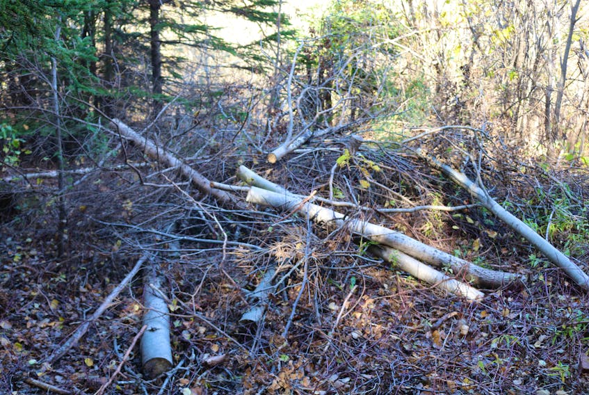 City of Summerside staff are still working on assessing the damage done to Rotary Park by hurricane Dorian in September. Piles of debris and tree limbs have been pushed to the sides of trails out of people's way and safety, to allow the public to use the trail system. Millicent McKay/Journal Pioneer