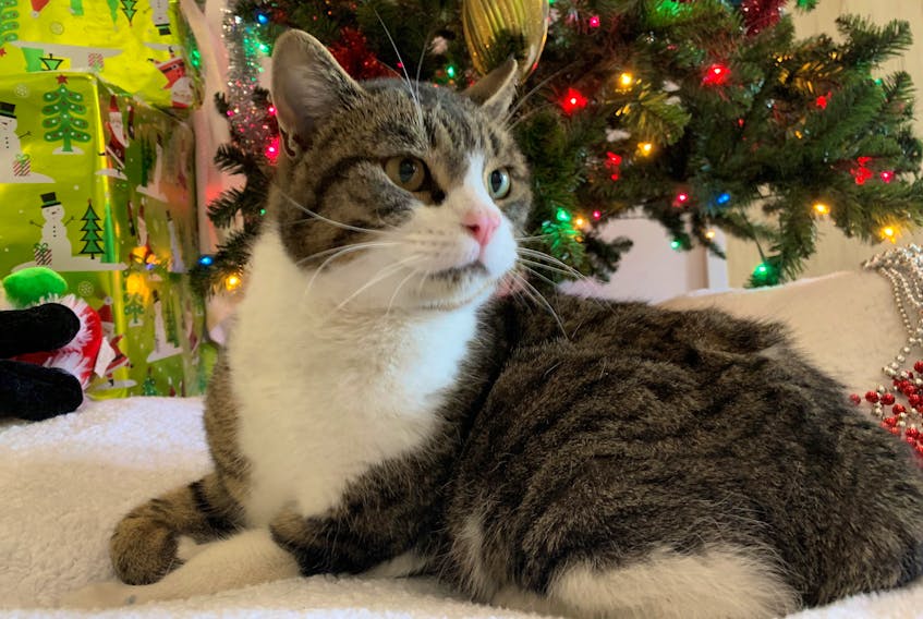 The second animal to be profiled in the 2019 edition of the 12 Strays of Christmas is Herbie. This quiet three-year-old tabby shorthair cat loves to cuddle. - Emma Turner/Special to The Guardian